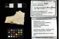 Foto (Objekt + Etiketten) von Cycloprosopon stenofrons (Schweitzer & Feldmann, 2010) 